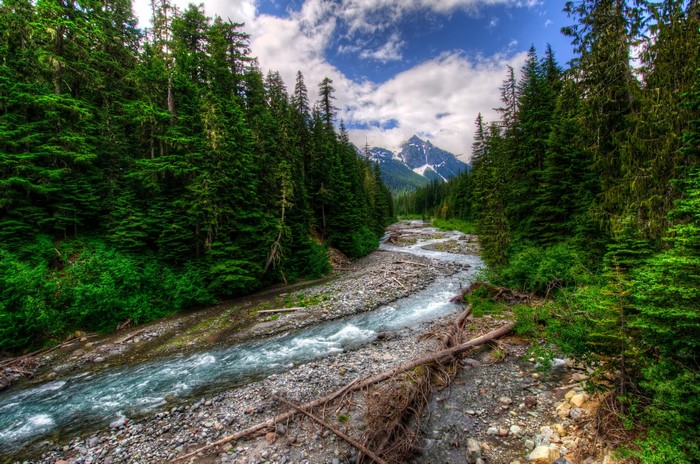 River flowing through a forest with mountains in the background