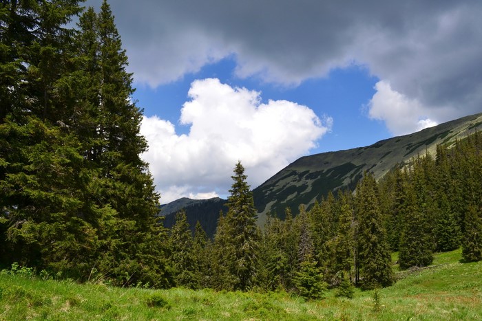 Mountains and trees in Ukraine