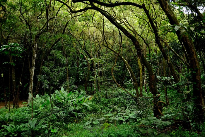 Forest with trees and branches in Hawaii