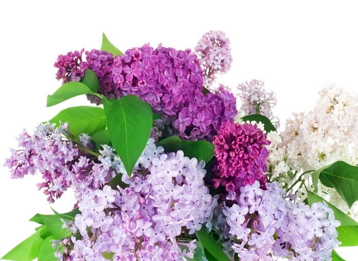 Bouquet of Lilacs in Various Colors