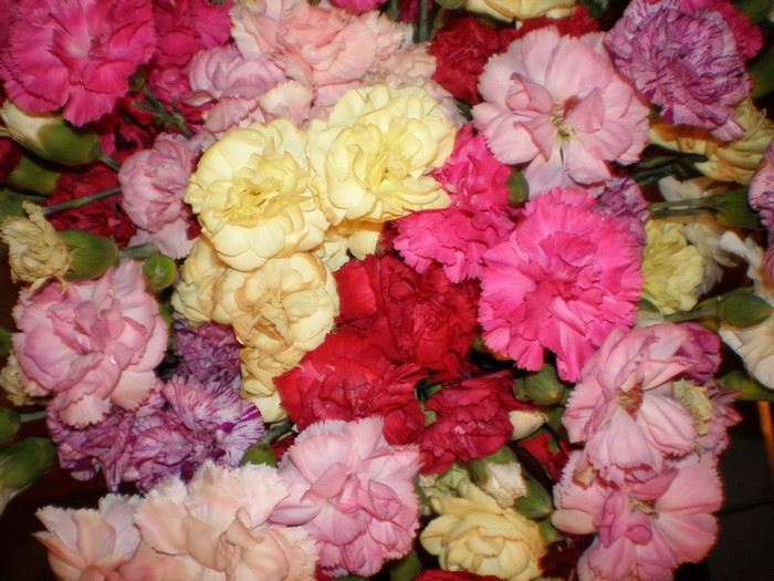 A bouquet of colorful carnations