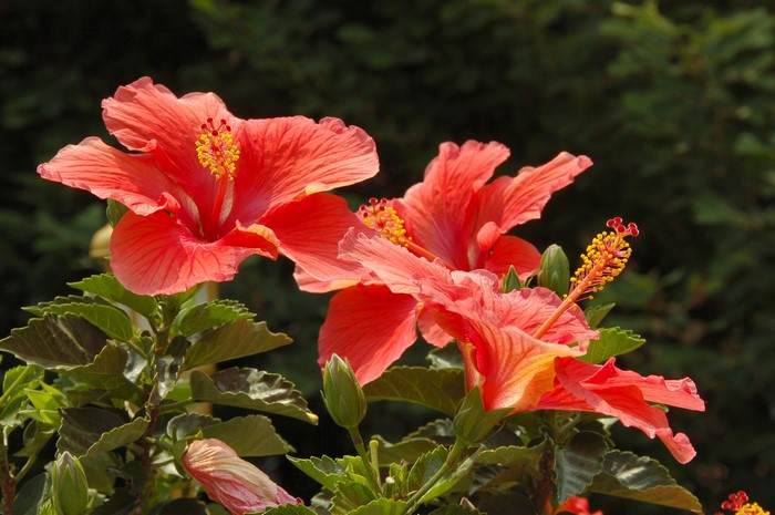 Close-up of vibrant red hibiscus flowers