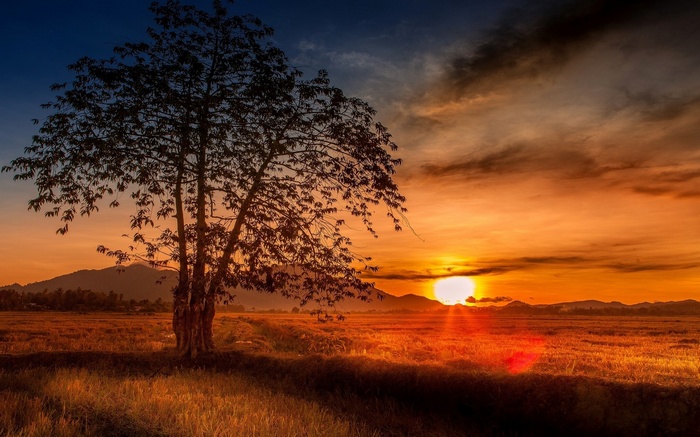 Silhouette of a tree against a sunset over a field