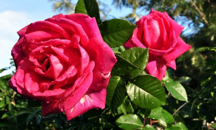 Two vibrant pink roses with water droplets