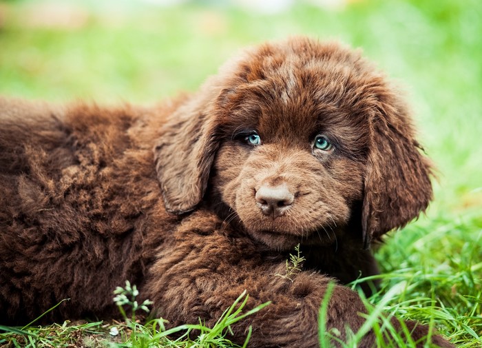 Brown Newfoundland puppy with blue eyes lying on grass