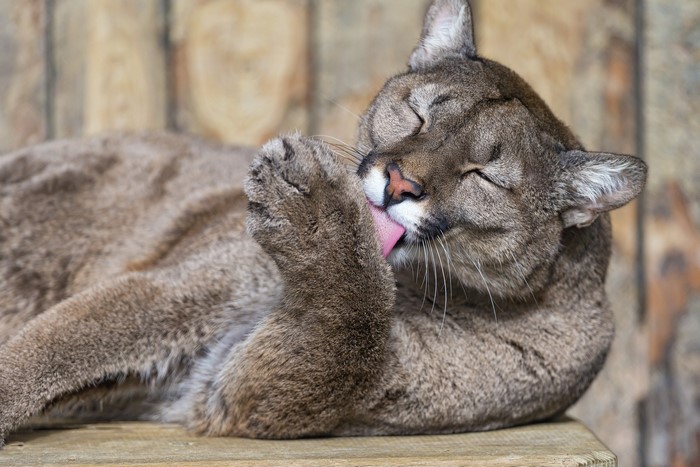 Cougar grooming its paw on a wooden surface