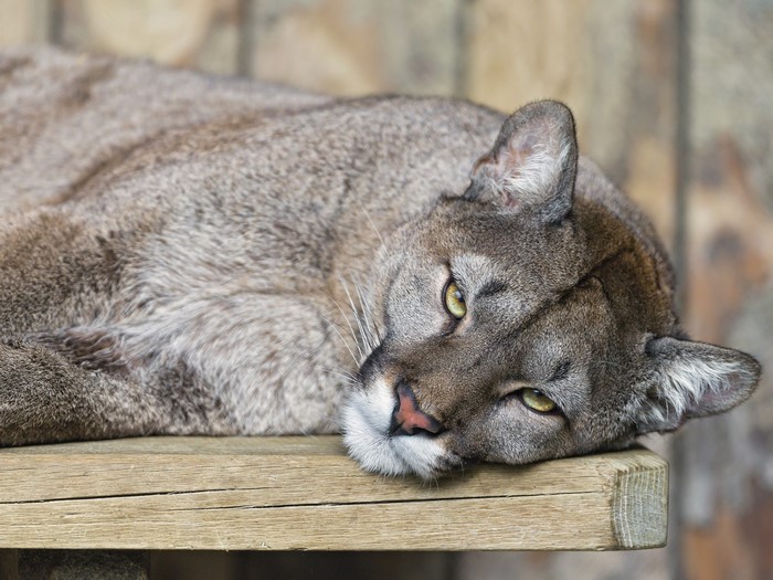 Cougar lying on a wooden surface
