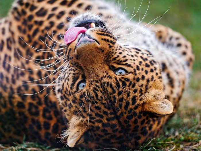 Leopard licking its snout with blue eyes