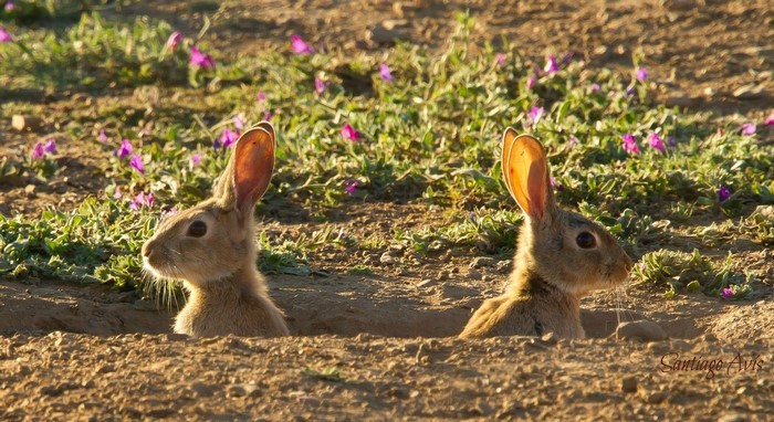 Two rabbits peeking out of a burrow with purple flowers
