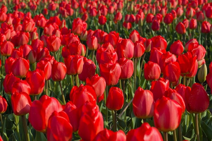 Field of Red Tulips