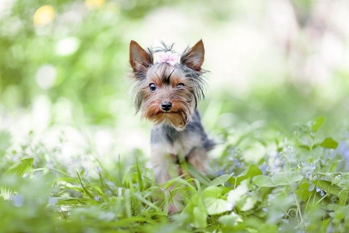 Yorkshire terrier dog with pink flower in grass