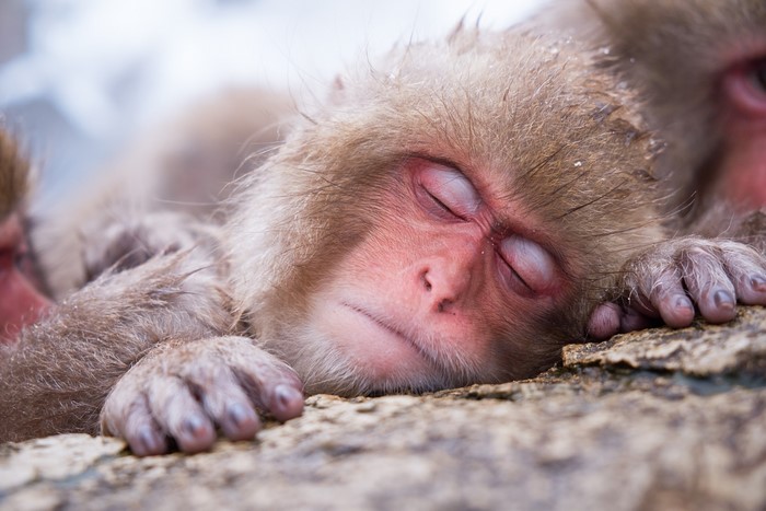 A sleeping monkey in close-up