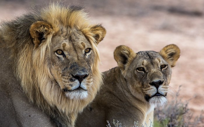 Male and female lions in a dry landscape