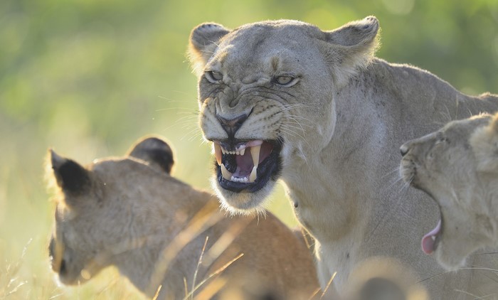 Lioness roaring with cubs in grassland