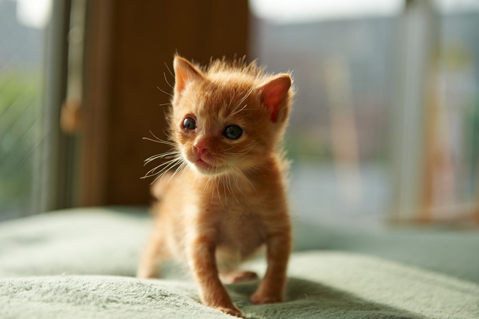 Ginger kitten looking to the side