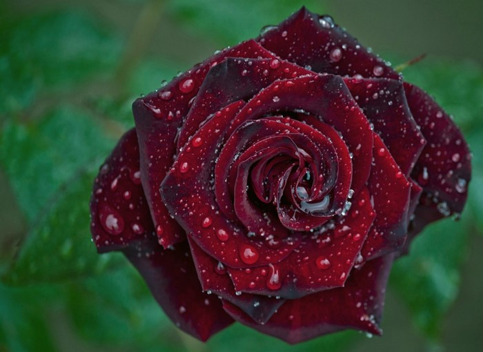 Close-up of a dark red rose with water droplets