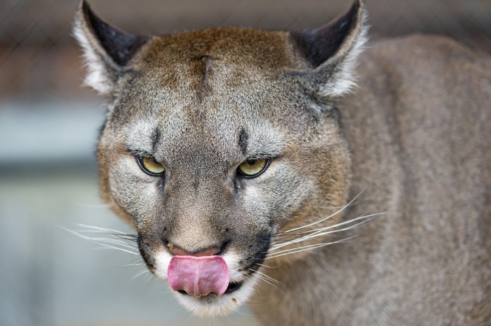 Close-up of a Puma licking its nose