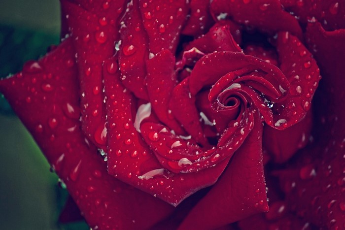 Close-up of a red rose with water droplets