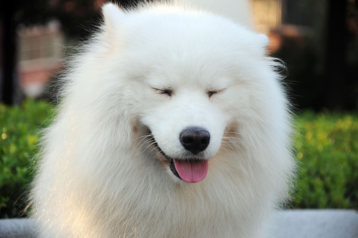 Fluffy White Samoyed Dog with Eyes Closed