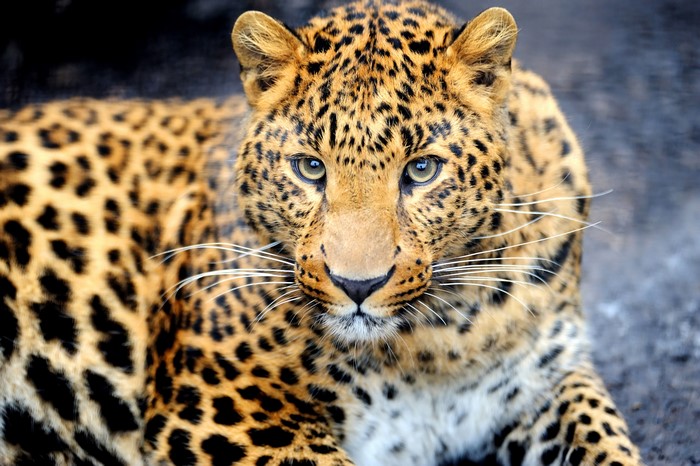 Leopard with prominent whiskers looking forward