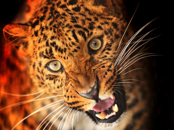 Close-up of a leopard roaring with its mouth open