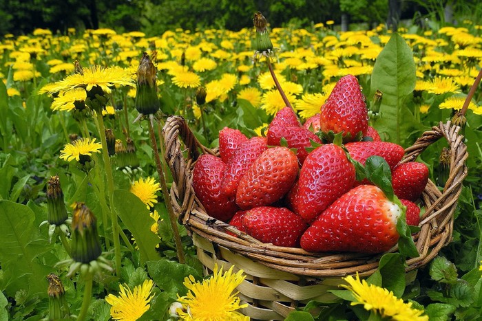 Strawberries in a wicker basket among dandelions