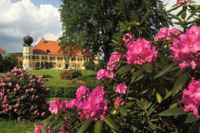 Yellow castle with pink rhododendrons in Bavaria