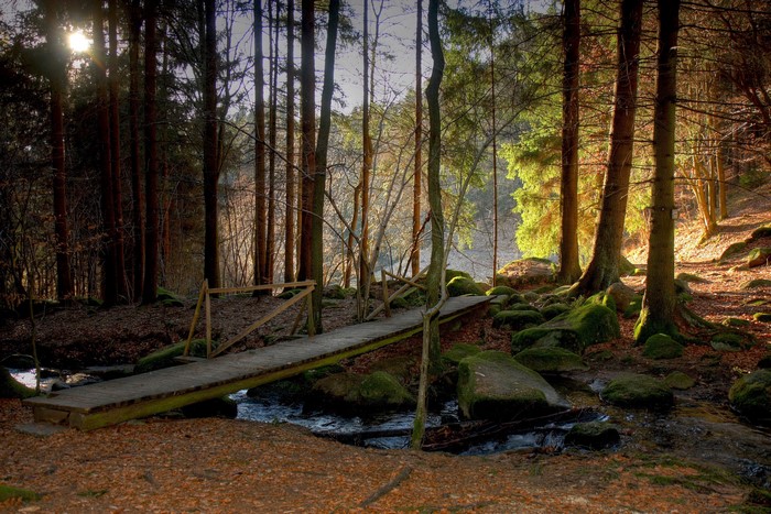 Wooden bridge over a stream in a sunlit forest
