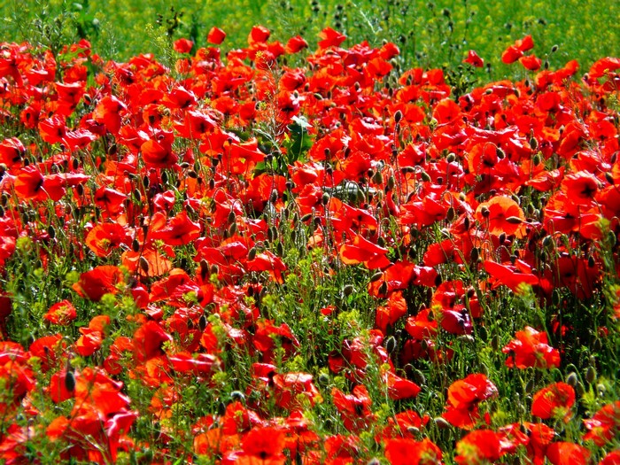 Field of red poppies in bloom
