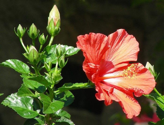 Red Hibiscus flower with buds