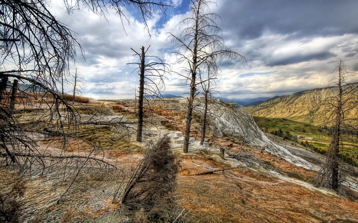 Dead trees on colorful mineral terraces with mountains