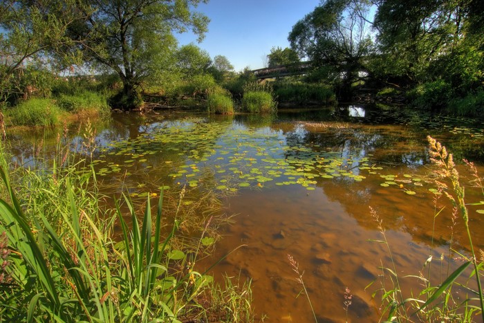 River with water lilies and a bridge in Germany