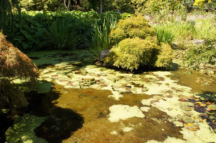 Pond with lily pads and lush greenery at VanDusen Botanical Gardens