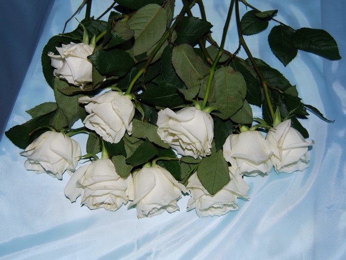 A bouquet of white roses on a blue satin background