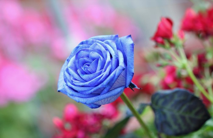 A single blue rose with a blurred background