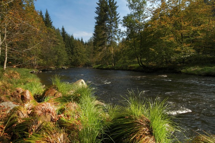 River flowing through a forest in Bavaria, Germany