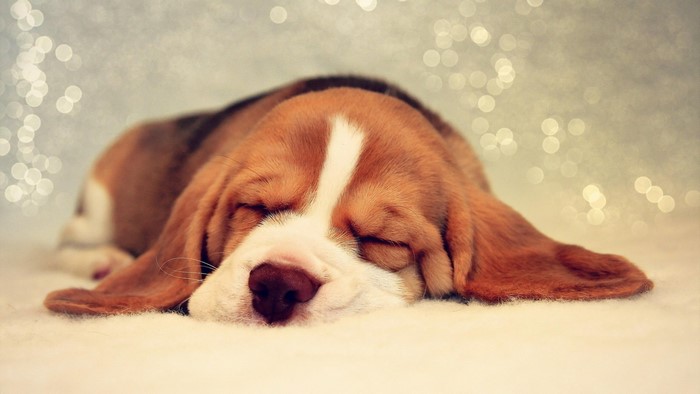 Basset Hound puppy sleeping peacefully