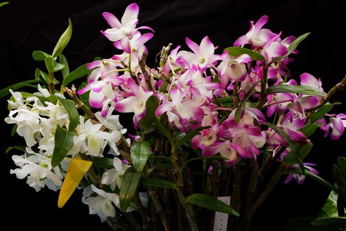 Bouquets of white and pink orchids