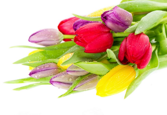 4K Wet Tulips with Drops