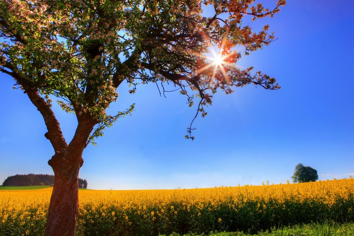 4K field of yellow flowers with a tree and sun rays
