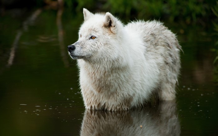 White wolf standing in dark water