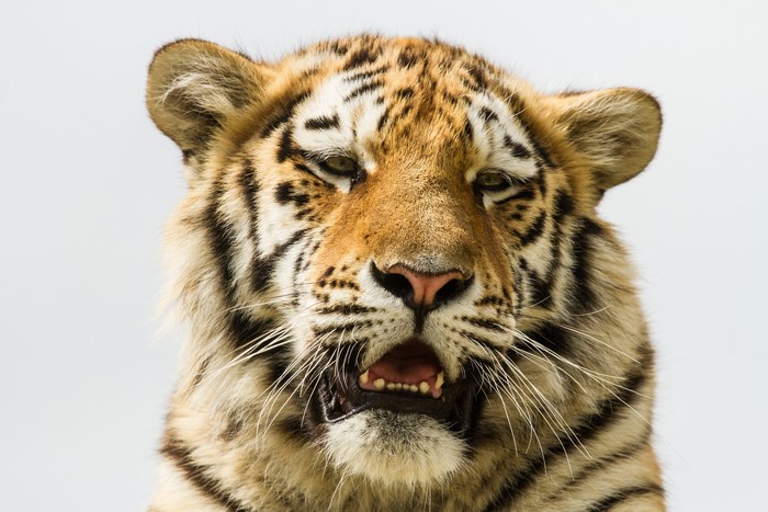 Close-up of a tiger's face