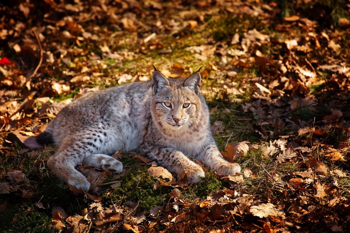 Lynx lying on autumn leaves