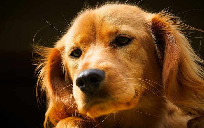 Golden Retriever dog with ginger fur against black background