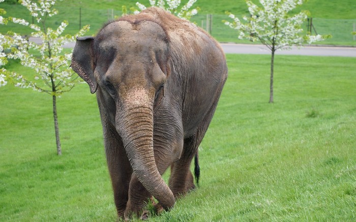Elephant walking on grass with trees
