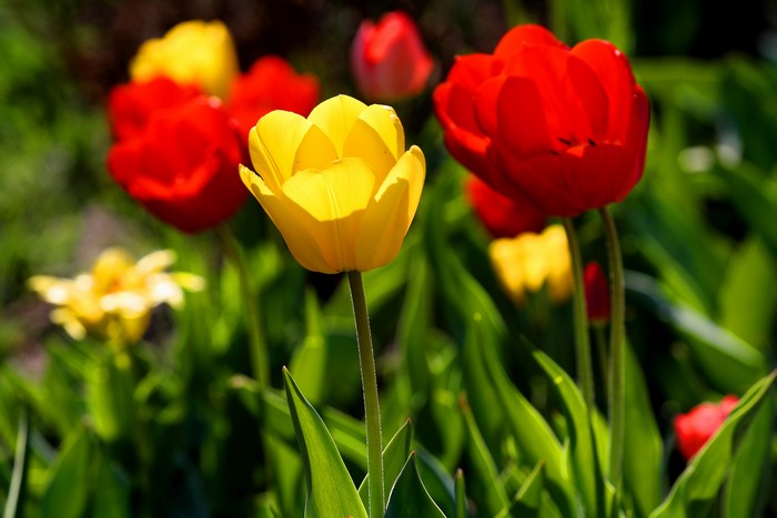 4K Tulips