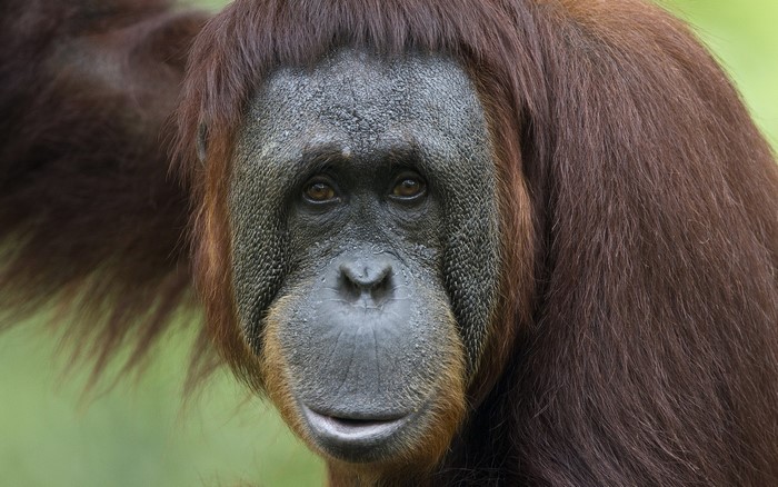 Close-up of an orangutan's face