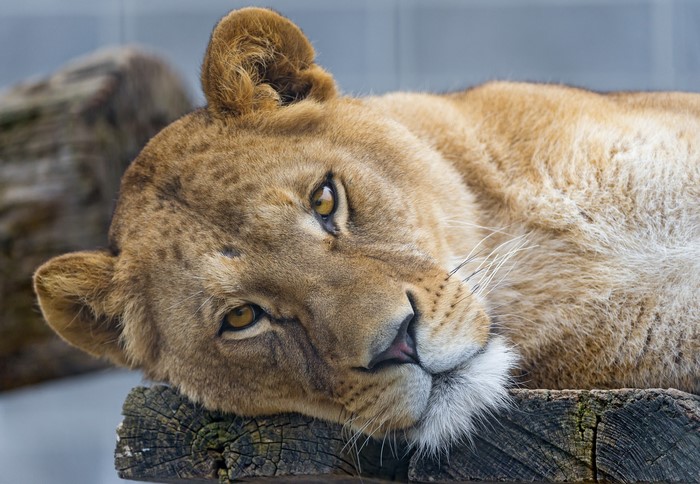 Lioness resting on a wooden surface