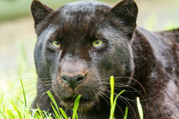 Close-up of a black panther's face in grass