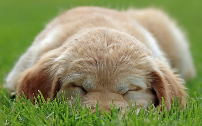 Golden Retriever puppy sleeping on grass